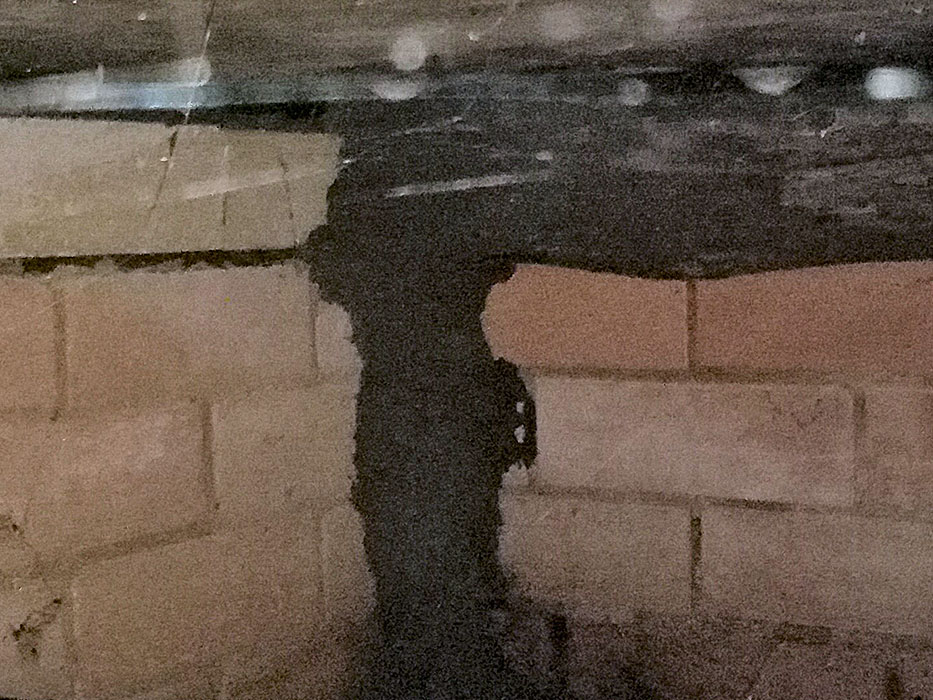 termites under house