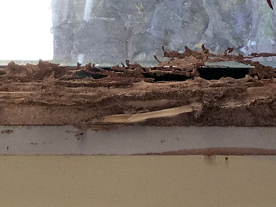 termite eaten wood