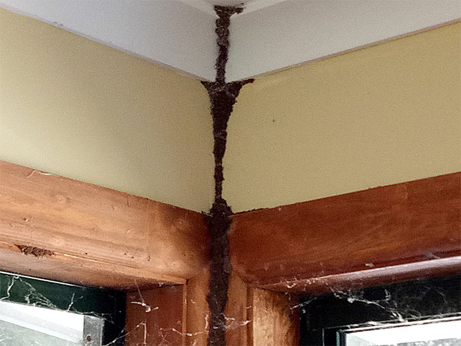 termites in house