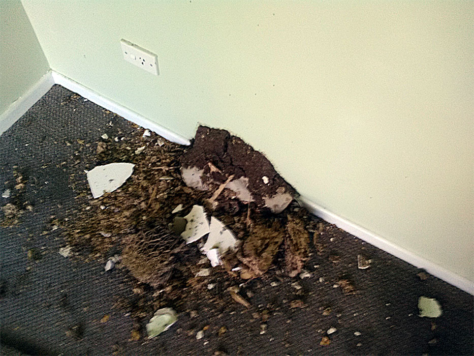 termite building damage