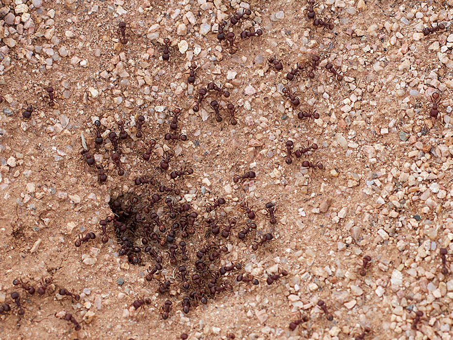typical ants nest