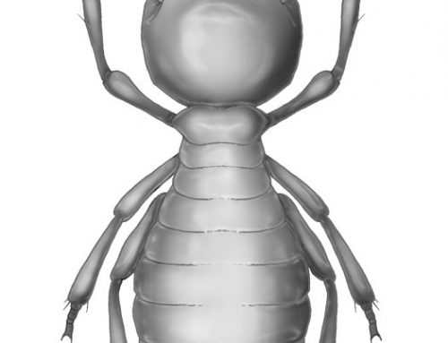 Termite Control – Australian Museum